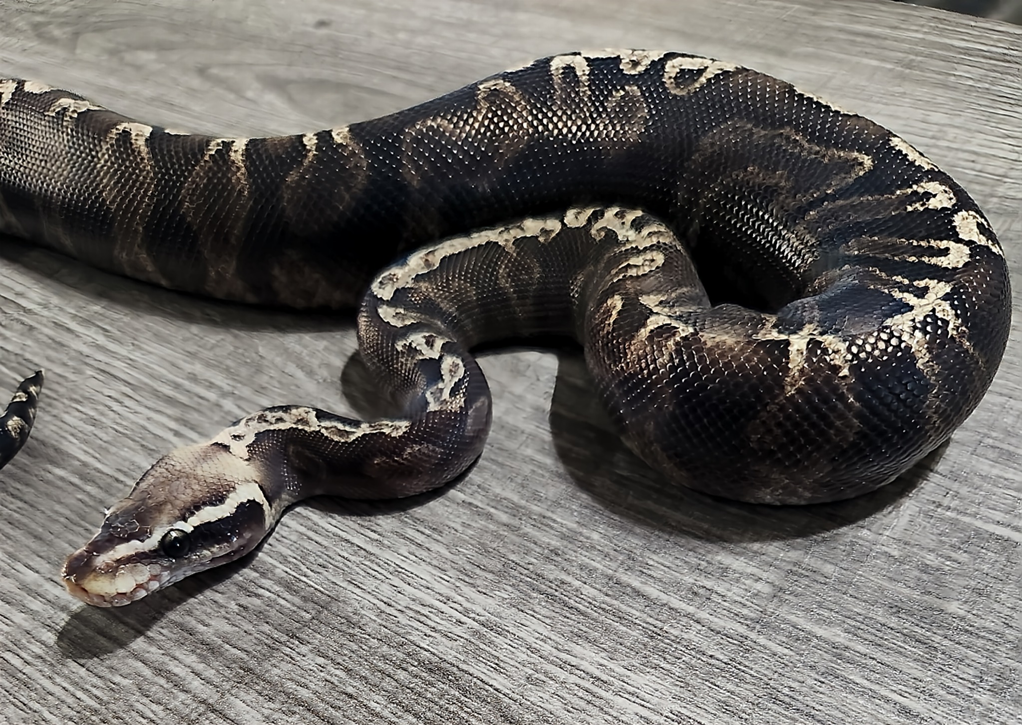 Ball python breeding project