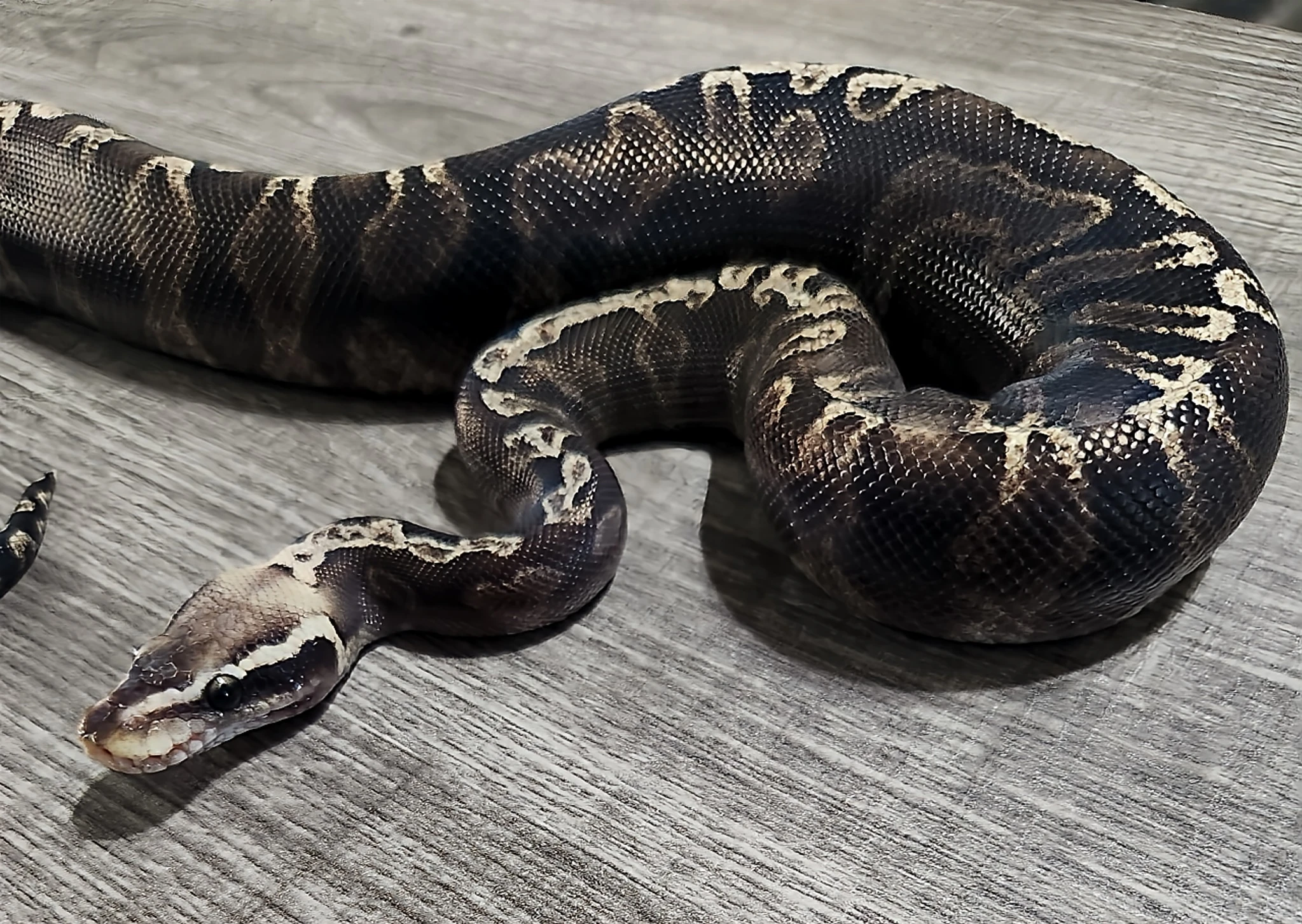 Ball python breeding project