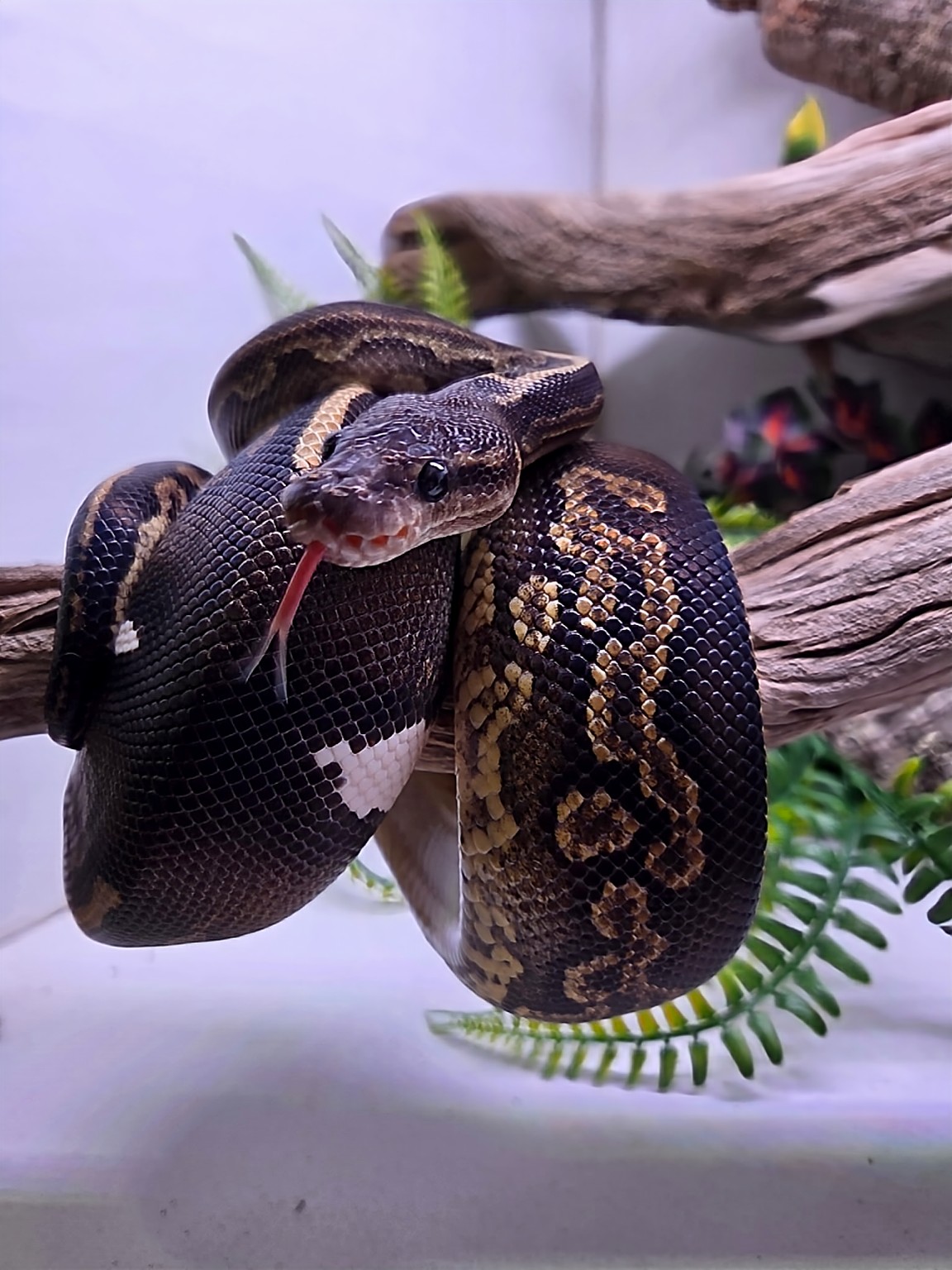 Ball python in a naturalistic enclosure