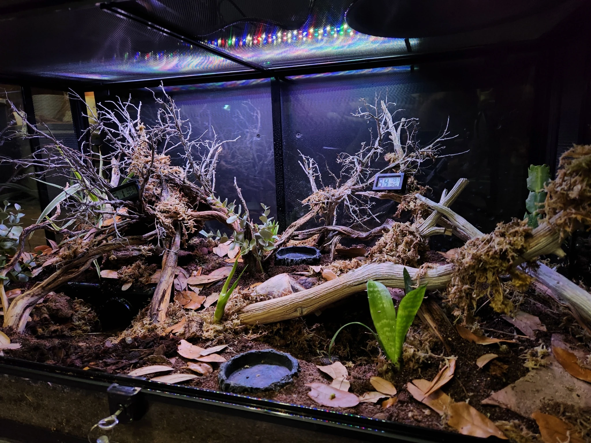 Naturalistic reptile enclosure using plants and hardscape
