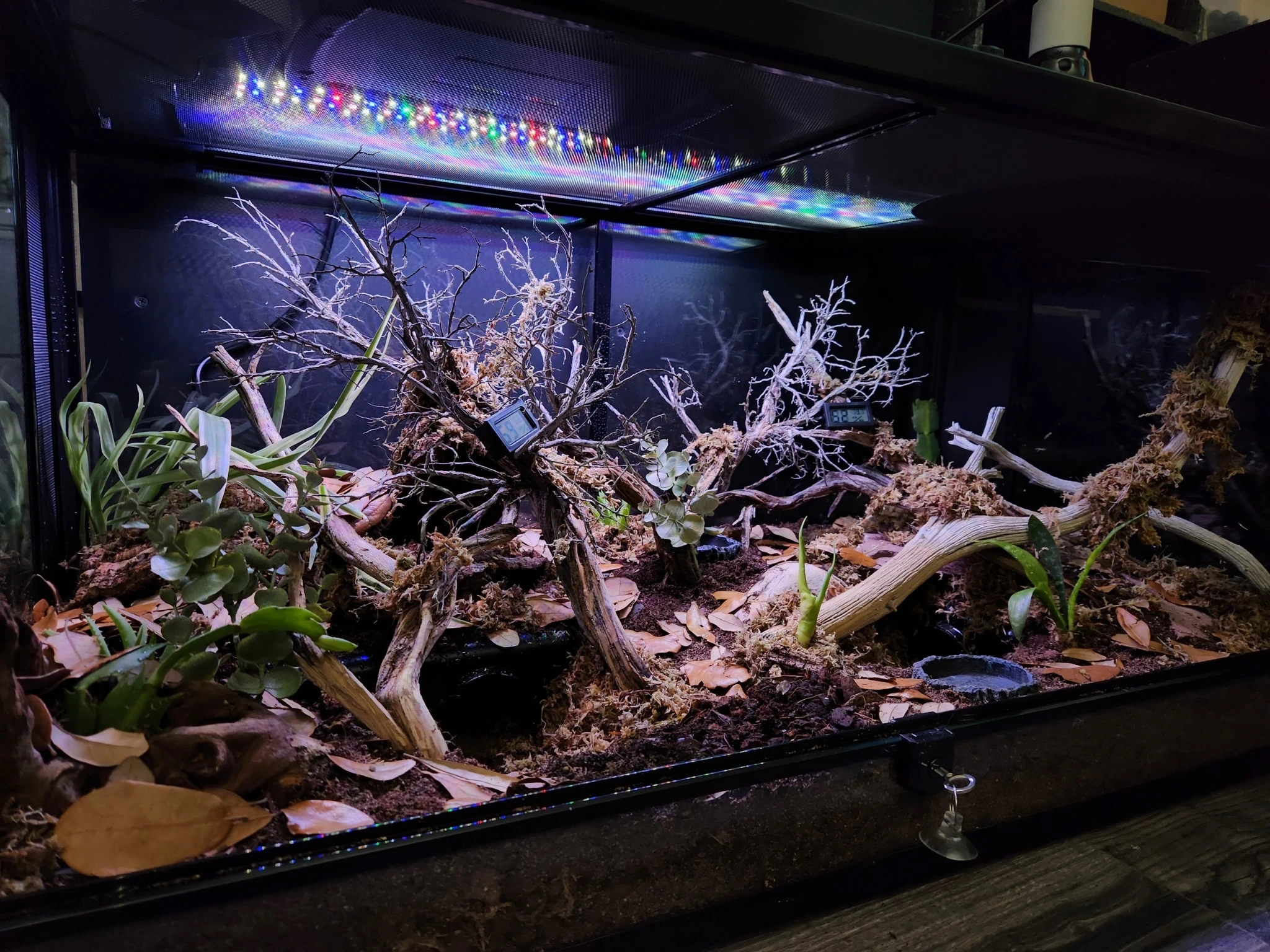 Finished naturalistic reptile enclosure