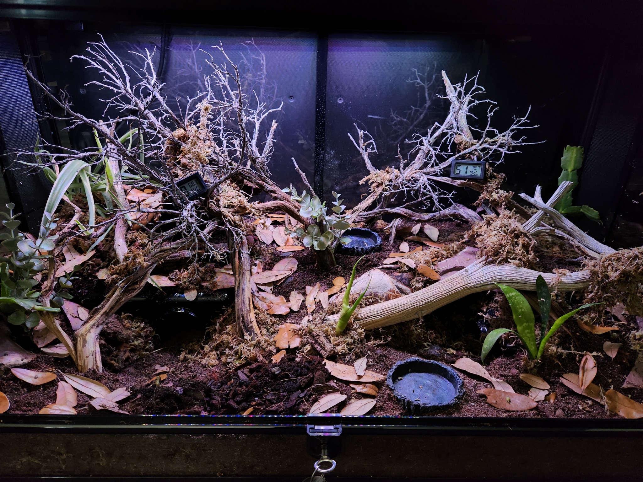 Finished naturalistic enclosure with custom background