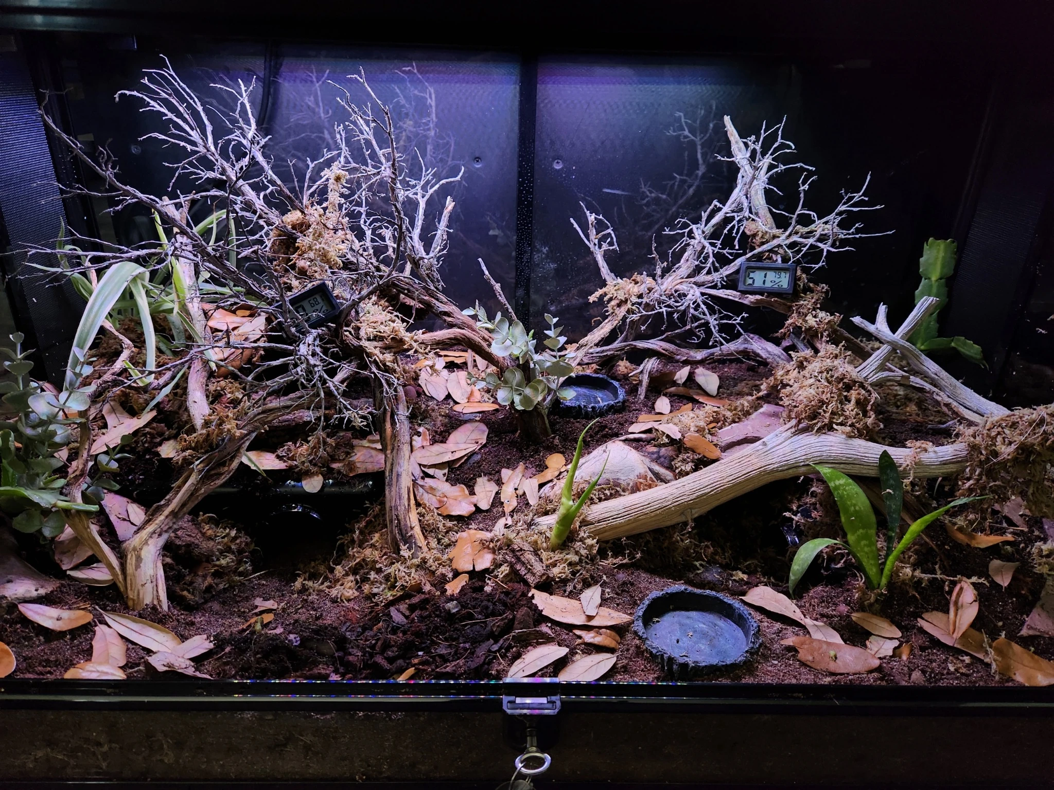 Finished naturalistic enclosure with custom background