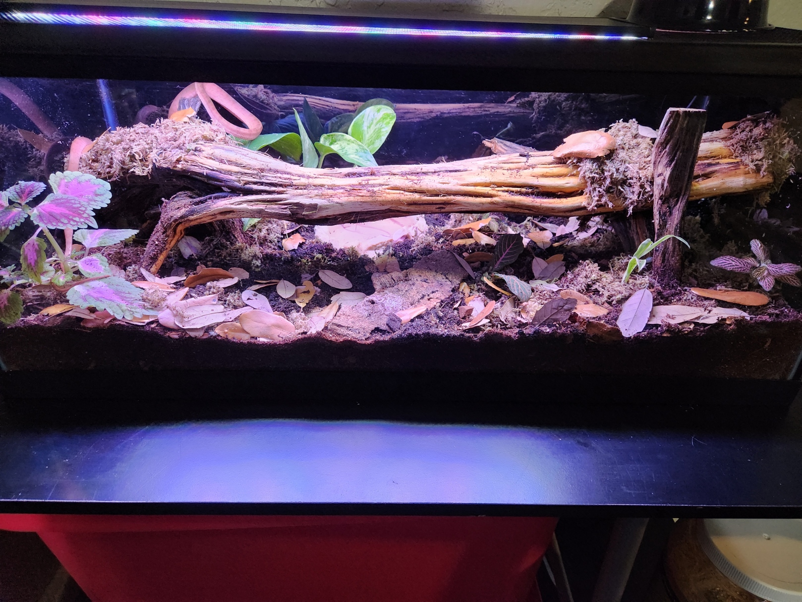 Finished naturalistic reptile enclosure built by G&R