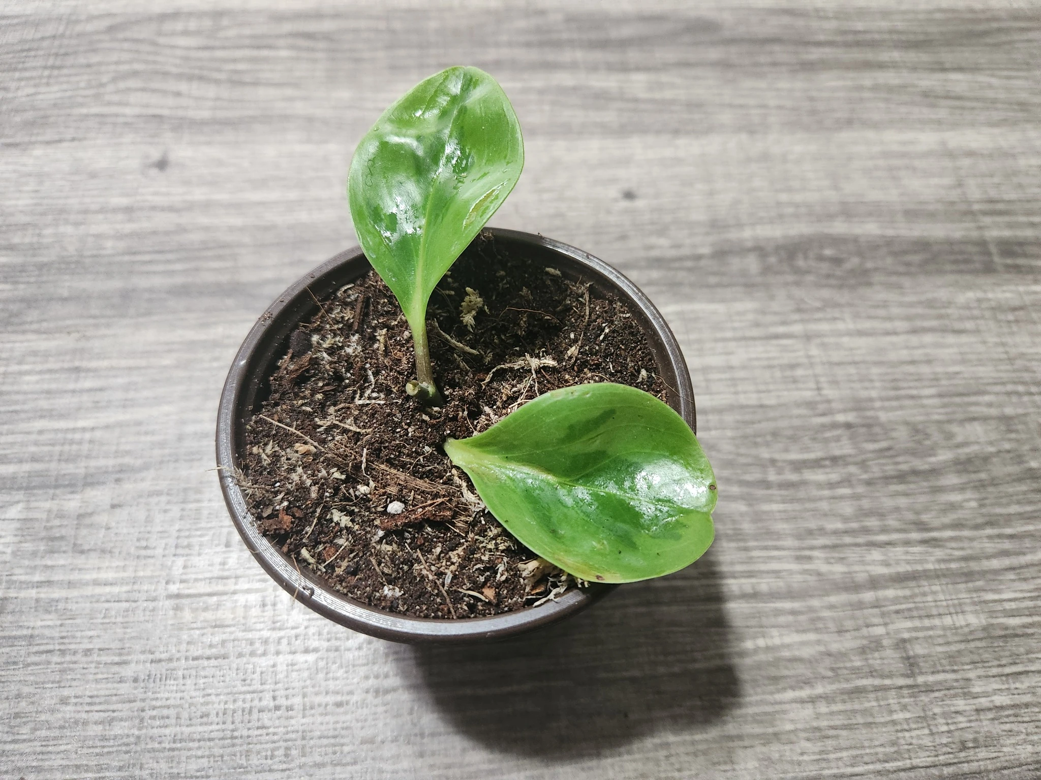 Reptile-safe plant cutting