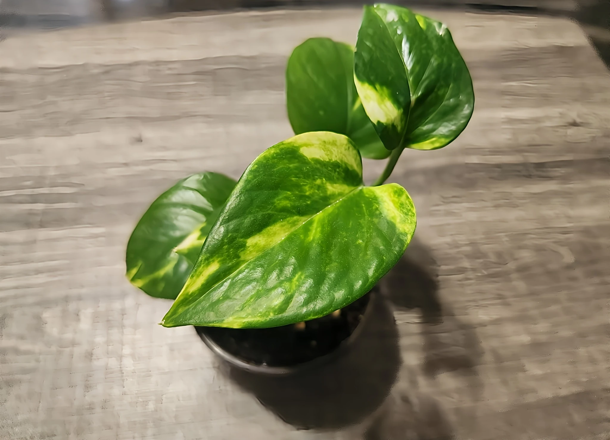 Established reptile-safe plant
